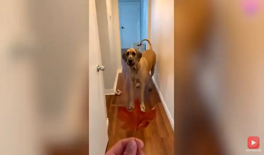 Desliza las imágenes para conocer a Brewski, el gran danés de 88 kilos que le teme hasta a un calcetín. Foto: TikTok