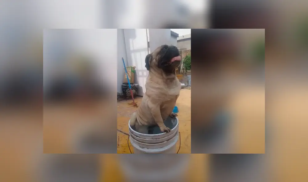 Desliza las imágenes para descubrir la travesura que cometió un perro durante la ausencia de su dueña. Desliza las imágenes para descubrir la travesura que cometió un perro durante la ausencia de su dueña.