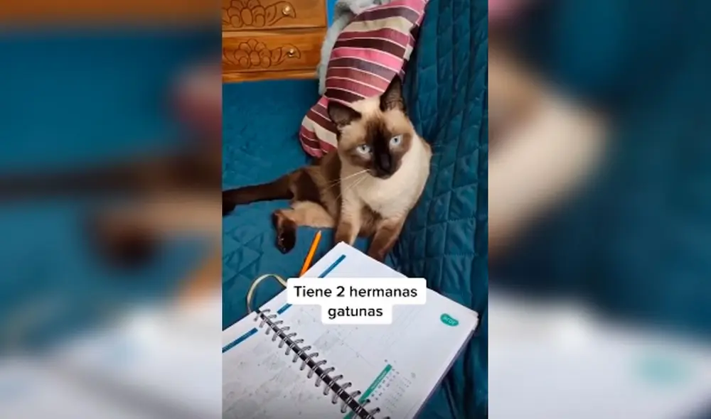 Desliza las imágenes para conocer la historia de Bambi, una gata que sufrió la amputación de su pata trasera. Foto: Captura de Facebook