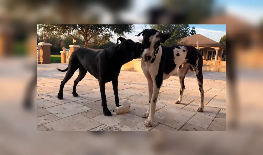 Desliza para ver las imágenes más curiosas del video que se hizo viral en YouTube. Desliza para ver las imágenes más curiosas del video que se hizo viral en YouTube.