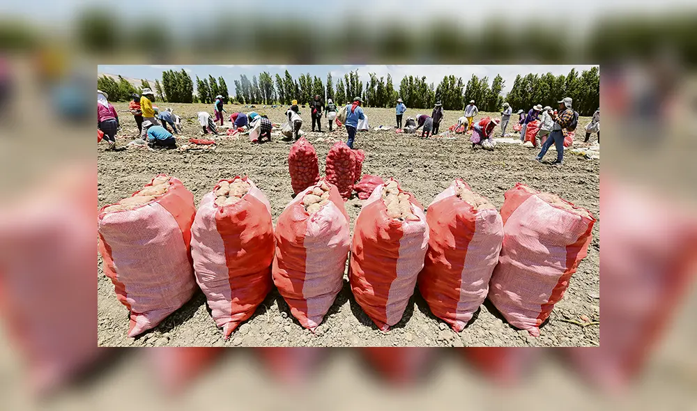 Rendimiento. Falta cosechar 2 mil hectáreas de papa que trasladarán a Bolivia en 25 camiones de 30 toneladas cada uno. Foto: Manuel Berríos. Rendimiento. Falta cosechar 2 mil hectáreas de papa que trasladarán a Bolivia en 25 camiones de 30 toneladas cada uno. Foto: Manuel Berríos.