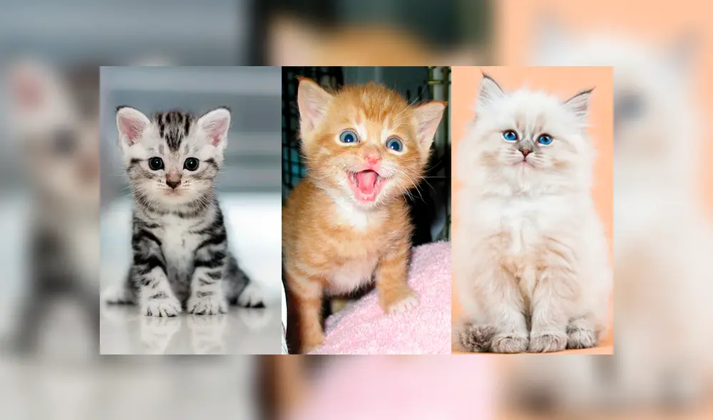 Día internacional del gato: ¿Por qué le dedicamos 24 horas del año a estos pequeños felinos? Día internacional del gato: ¿Por qué le dedicamos 24 horas del año a estos pequeños felinos?