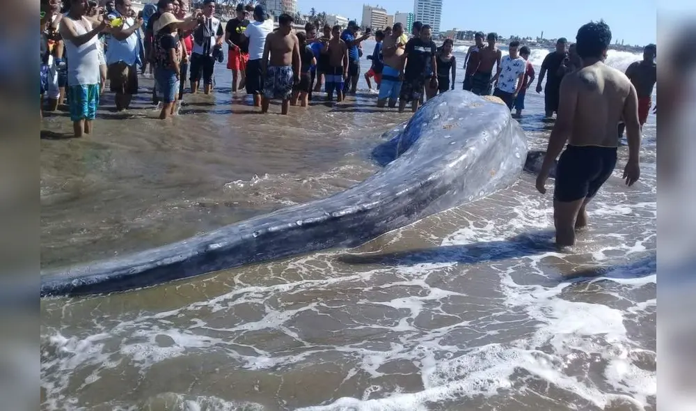 Una ballena muerta de 8 metros de largo quedó varada en la playa de Mazatlán.(Foto: Noroeste)