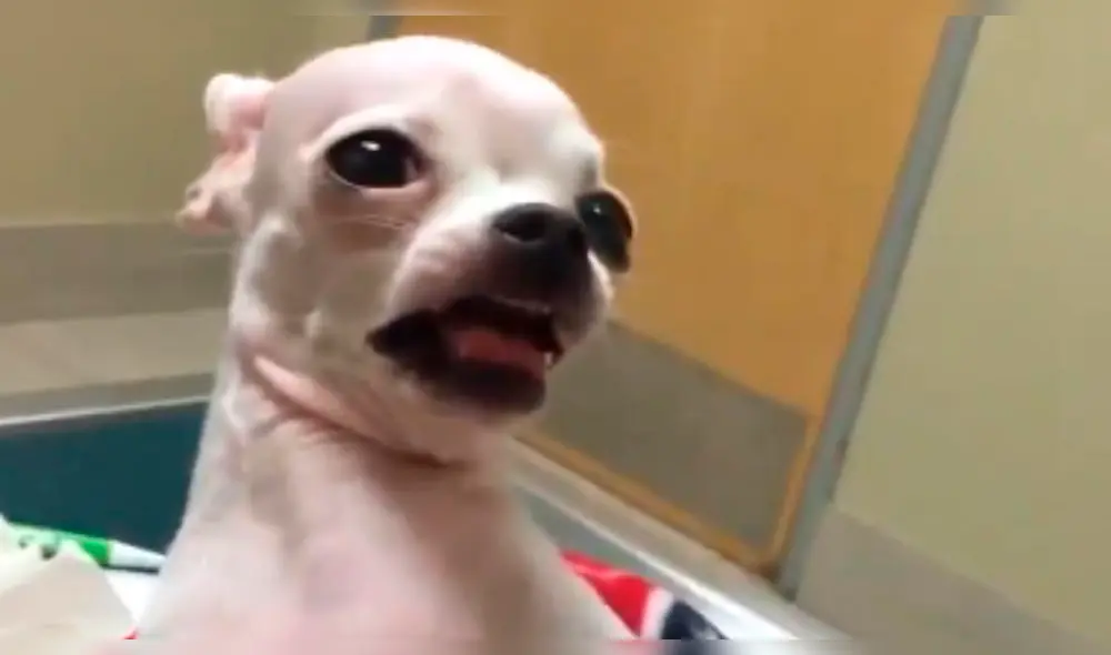 Vía Facebook: Perrita quedó paralizada por comer marihuana [VIDEO]