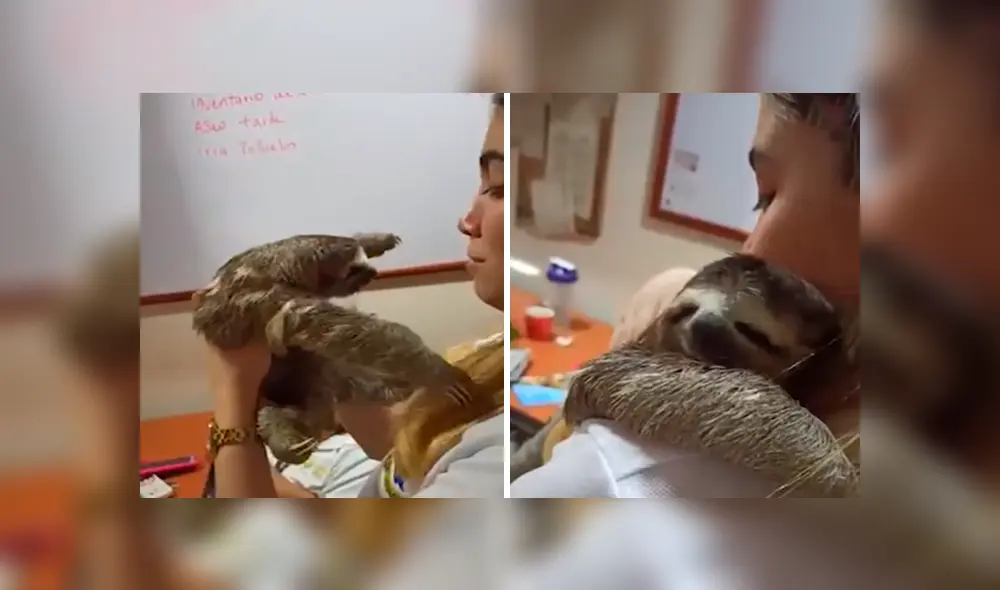 Desliza las imágenes hacia la izquierda para apreciar el conmovedor abrazo que brindó un oso perezoso a una mujer.