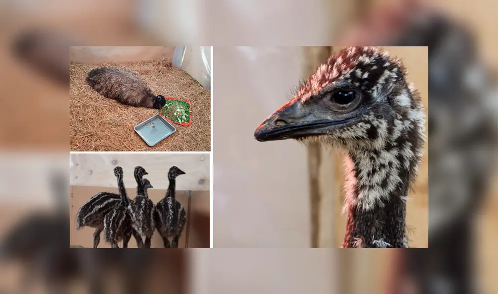 Juancho incubó a sus cuatro polluelos en el Parque de las Leyendas. foto: Facebook