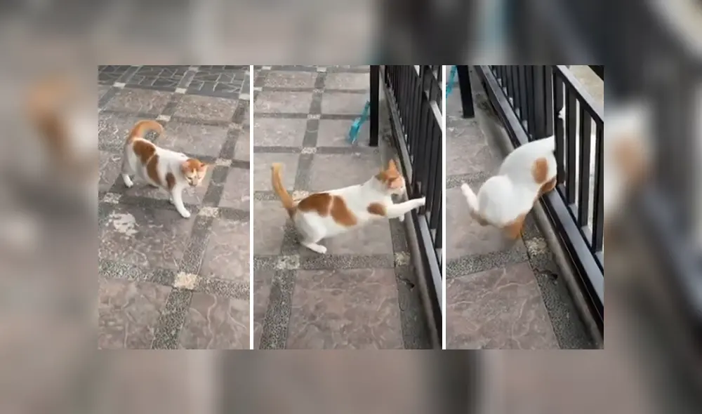 Desliza hacia la izquierda para ver las imágenes de viral de Facebook.