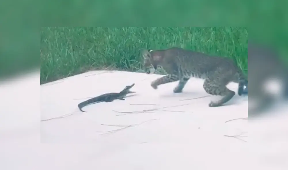 Desliza para ver la secuencia de la dura batalla entre estos dos animales. Foto: Conner DeMonte / TikTok / Viral Press