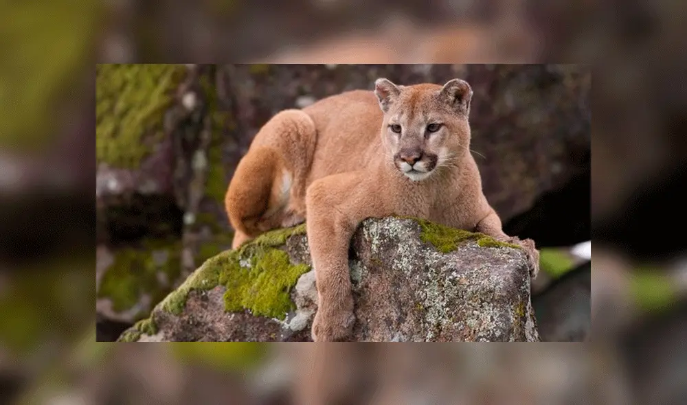 Arequipa: Comprarán 40 llamas para alimentar a pumas andinos en riesgo Arequipa: Comprarán 40 llamas para alimentar a pumas andinos en riesgo