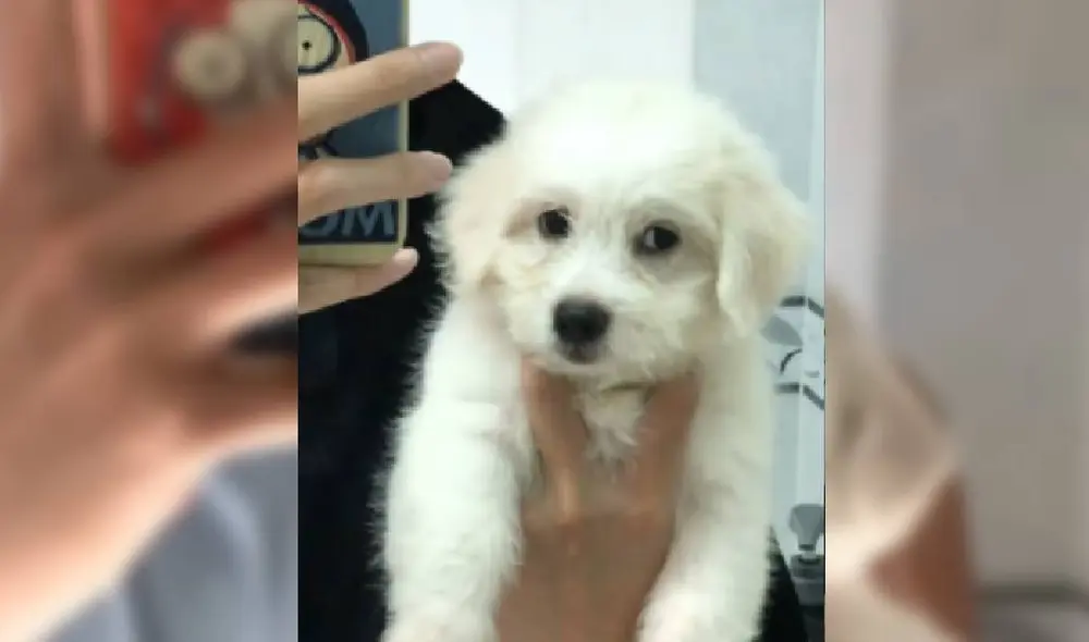 El video de Facebook muestra el crecimiento de la mascota durante dos meses. Foto: Captura/Facebook/Tấn Phát