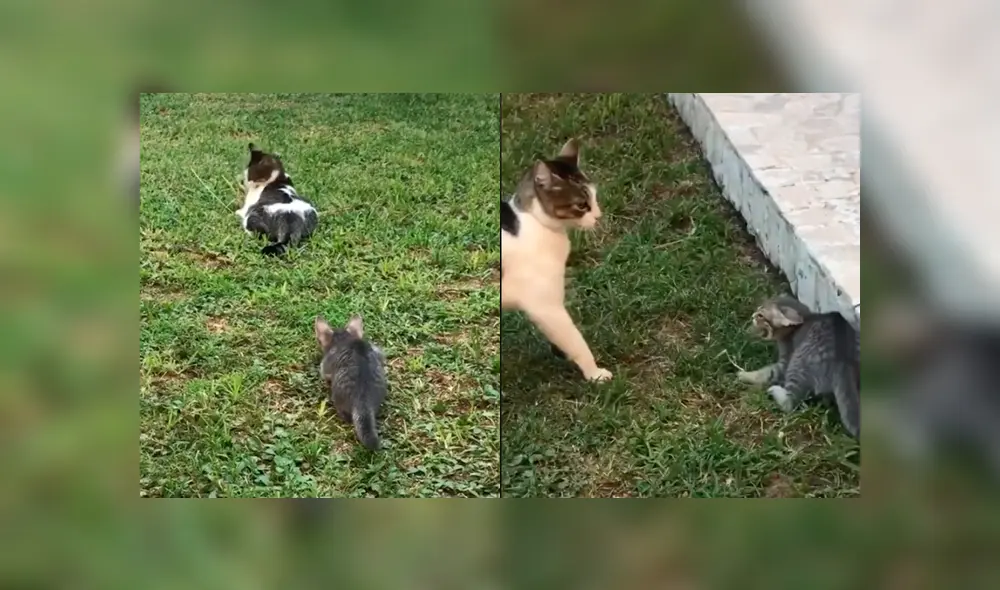 Desliza la imagen para ver la reacción de la gata. Foto: agonuno/TikTok