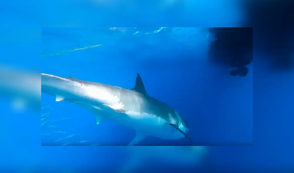 Facebook viral: hombre se mete al mar, sin imaginar que hambrienta criatura lo atacaría por detrás [VIDEO] 