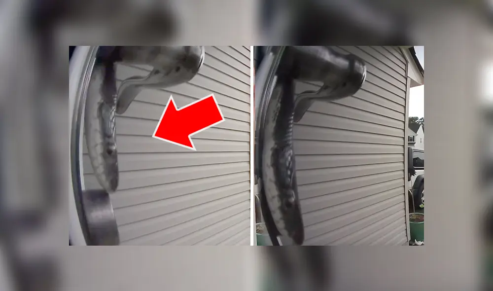 Letal serpiente ingresa a casa de mujer de Estados Unidos.