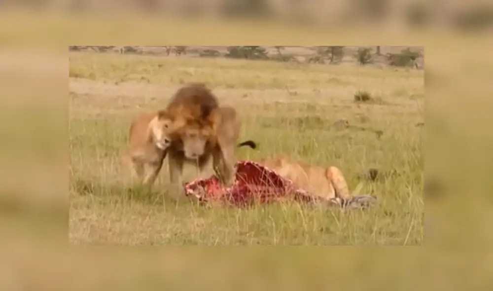 Las hienas se enfrentaron a la leona, pero cuando llegó el 'rey de la selva' huyeron aterrorizadas. Foto: captura