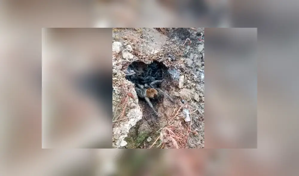 Desliza hacia la izquierda para ver a la enorme tarántula cuidando a sus bebés, escena que es viral en Facebook.