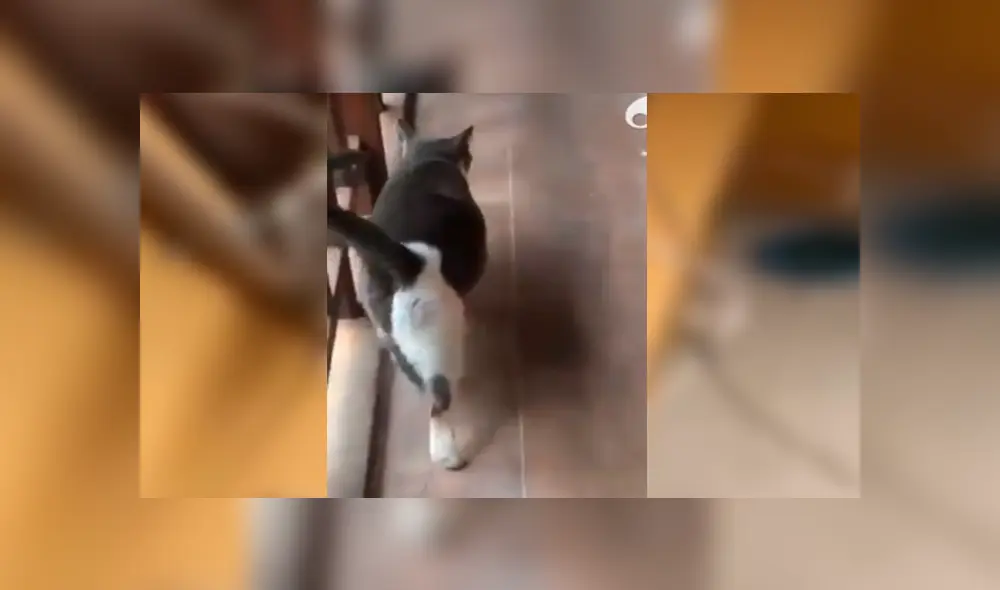 En Facebook, una mujer imitó el sonido de un gato callejero y no imaginó que este iba invadir su hogar. En Facebook, una mujer imitó el sonido de un gato callejero y no imaginó que este iba invadir su hogar.