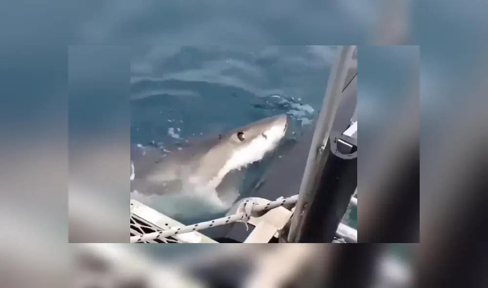 Desliza hacia la izquierda para ver el ataque del furioso tiburón que se volvió viral en Facebook.