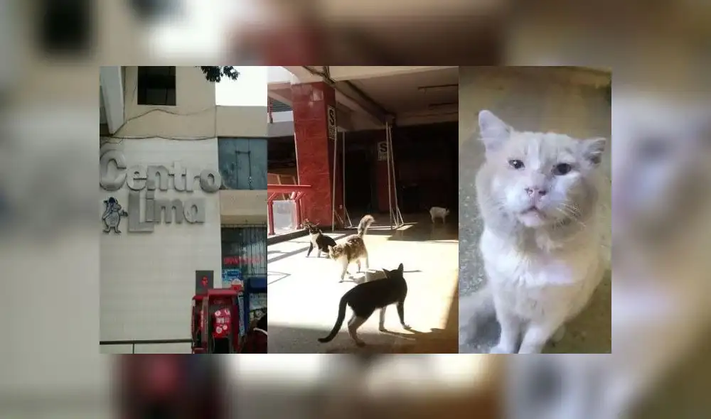 Los animales se encuentran esterilizados y vacunados.Foto: Facebook de Christian Portocarrero