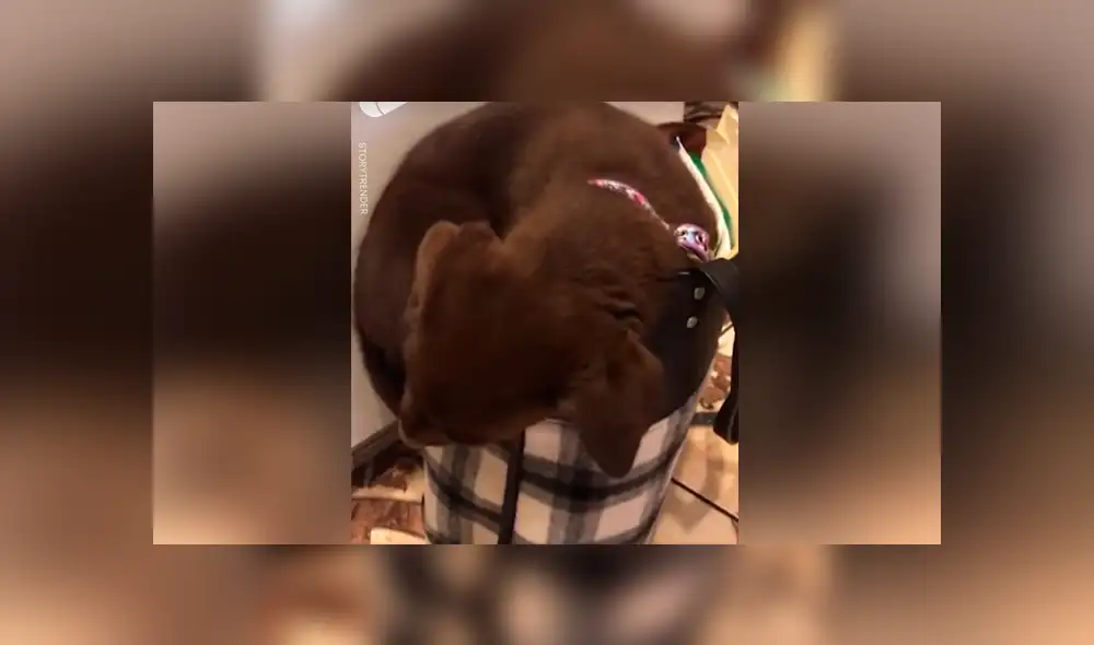 Desliza para ver los momentos más tiernos del video que se hizo viral en YouTube. Desliza para ver los momentos más tiernos del video que se hizo viral en YouTube.