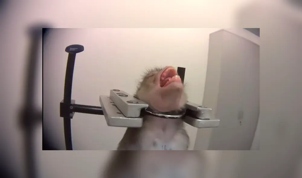 Monos colgados por el cuello y gatos con 13 extracciones de sangre: laboratorio de terroríficos experimentos [FOTOS] 