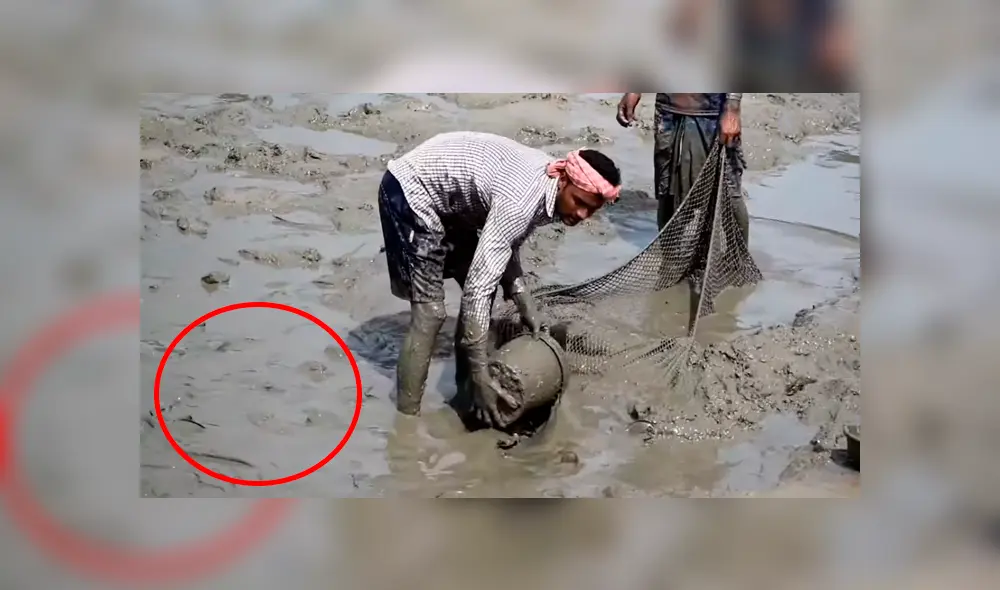 YouTube viral: ingresa descalzo a misterioso lodo y encuentra miles de extrañas criaturas moribundas YouTube viral: ingresa descalzo a misterioso lodo y encuentra miles de extrañas criaturas moribundas