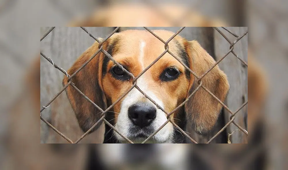 ¿Qué hacer si no te aceptan una denuncia por maltrato animal en una comisaría? ¿Qué hacer si no te aceptan una denuncia por maltrato animal en una comisaría?