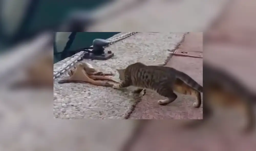 YouTube viral: enorme criatura emerge del mar y se enfrenta a curioso gato [VIDEO]