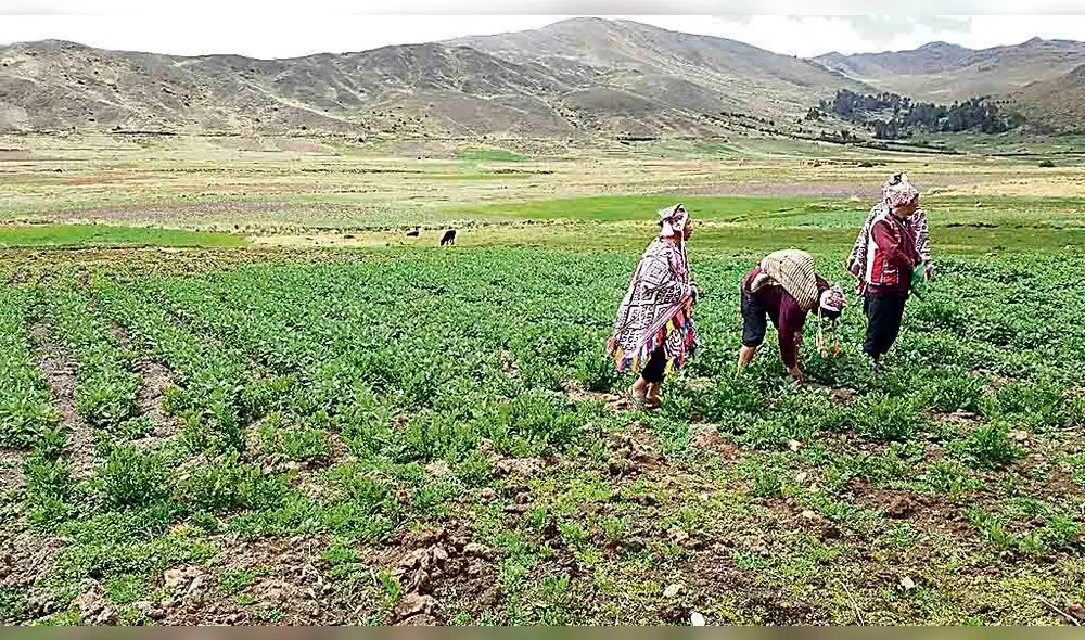 PARQUE. Un sitio donde preservan la papa para la posteridad.