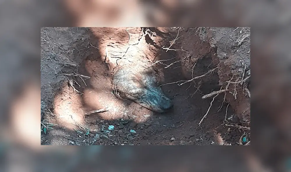Perro fue enterrado vivo en cancha de fútbol y es rescatado cuando estaba a punto de morir [VIDEO]