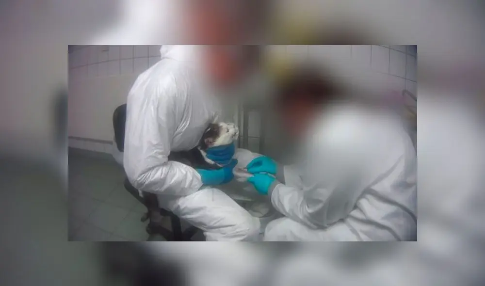Video revela brutal maltrato contra monos y animales domésticos en laboratorio. Foto: Captura Video revela brutal maltrato contra monos y animales domésticos en laboratorio. Foto: Captura