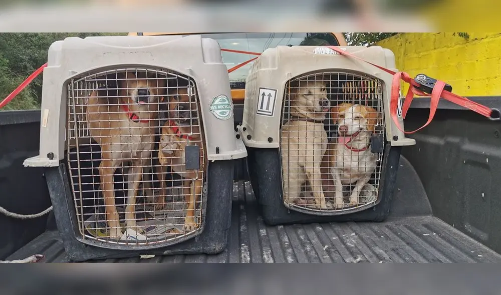 Alrededor de 200 perros mexicanos son adoptados en Canadá. (FOTO: Facebook)