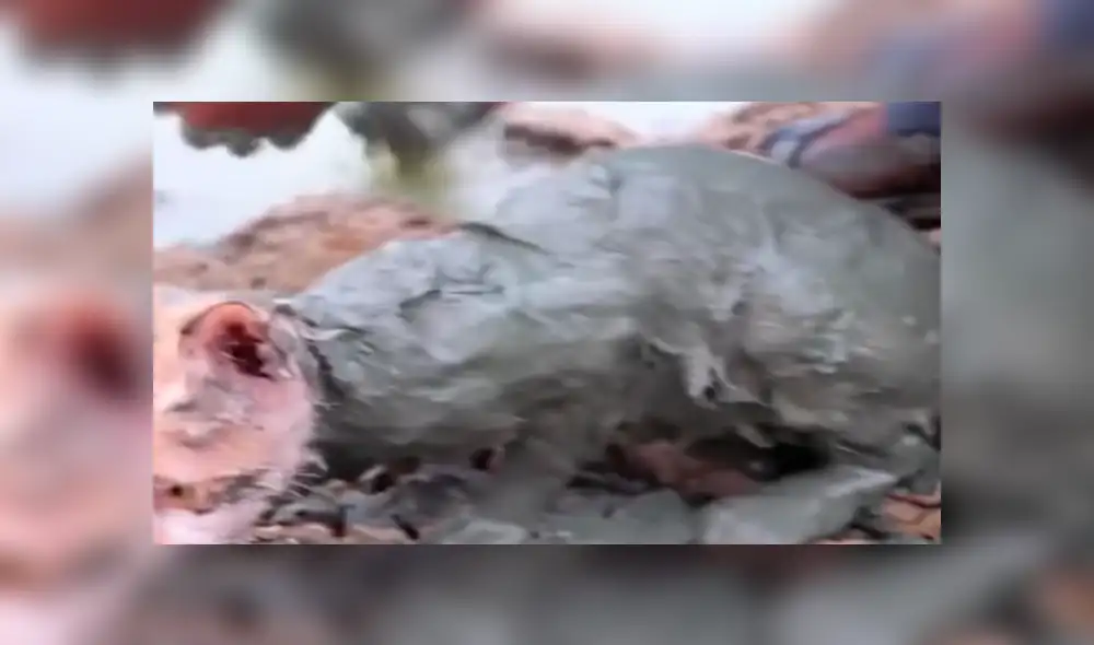 Facebook viral: Gato bebé queda atrapado en el barro y hombre acude a su rescate [VIDEO]