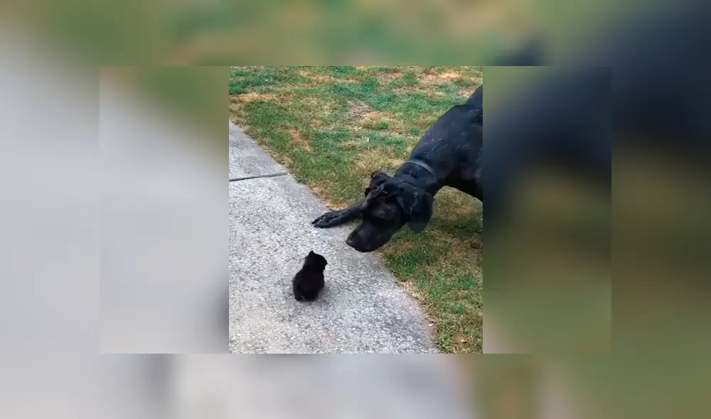 Un video muestra la reacción de un enorme can cuando ve a un gato bebé por primera vez. Un video muestra la reacción de un enorme can cuando ve a un gato bebé por primera vez.