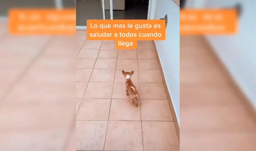 Desliza las imágenes para apreciar la tierna conducta de un perro con los compañeros de trabajo de su dueña. Foto: Captura de Facebook