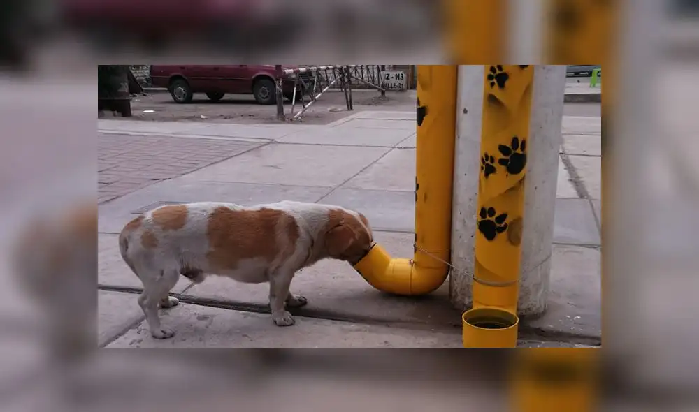 Carabayllo: colocan dispensadores de comida para perros que viven en la calle [FOTOS]