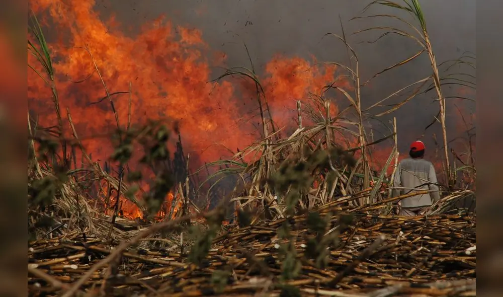 quema de caña de azúcar quema de caña de azúcar