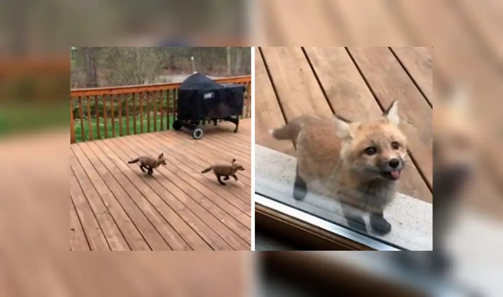 Desliza para ver los detalles del video viral publicado en Facebook. Foto: Captura.