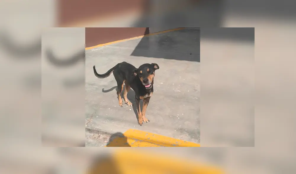 Usuarios de Facebook aplaudieron el noble gesto del joven tras comprar comida para llevarle a un perro callejero Usuarios de Facebook aplaudieron el noble gesto del joven tras comprar comida para llevarle a un perro callejero
