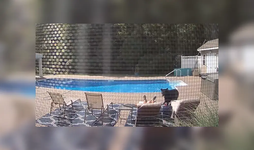 El oso entró al patio de la vivienda si que nadie lo notara y comenzó a explorar el lugar. Foto: Facebook El oso entró al patio de la vivienda si que nadie lo notara y comenzó a explorar el lugar. Foto: Facebook