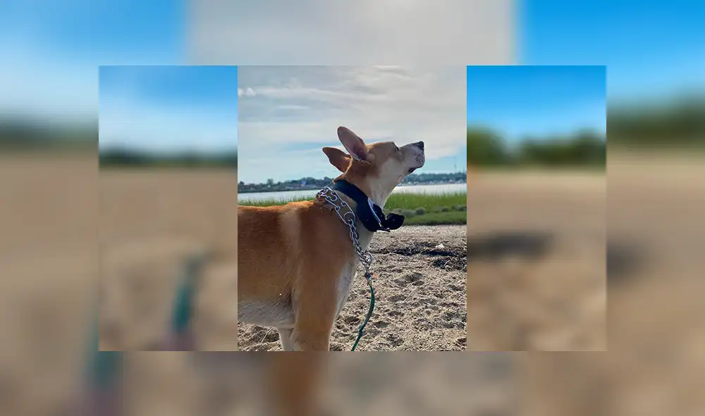 Desliza las imágenes hacia la izquierda para observar la reacción de un perro al recibir la sorpresa de su dueña. Foto: Fernanda Paola.