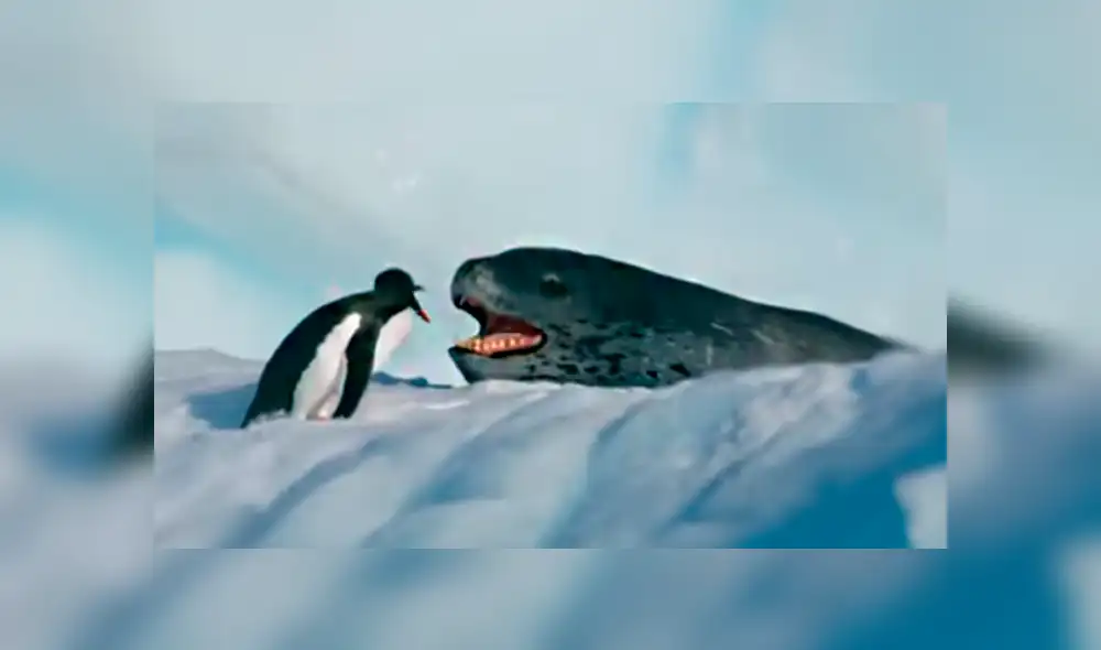 El león marino salió del agua y subió por el trozo de hielo para devorar al ave. Foto: BBC Earth El león marino salió del agua y subió por el trozo de hielo para devorar al ave. Foto: BBC Earth