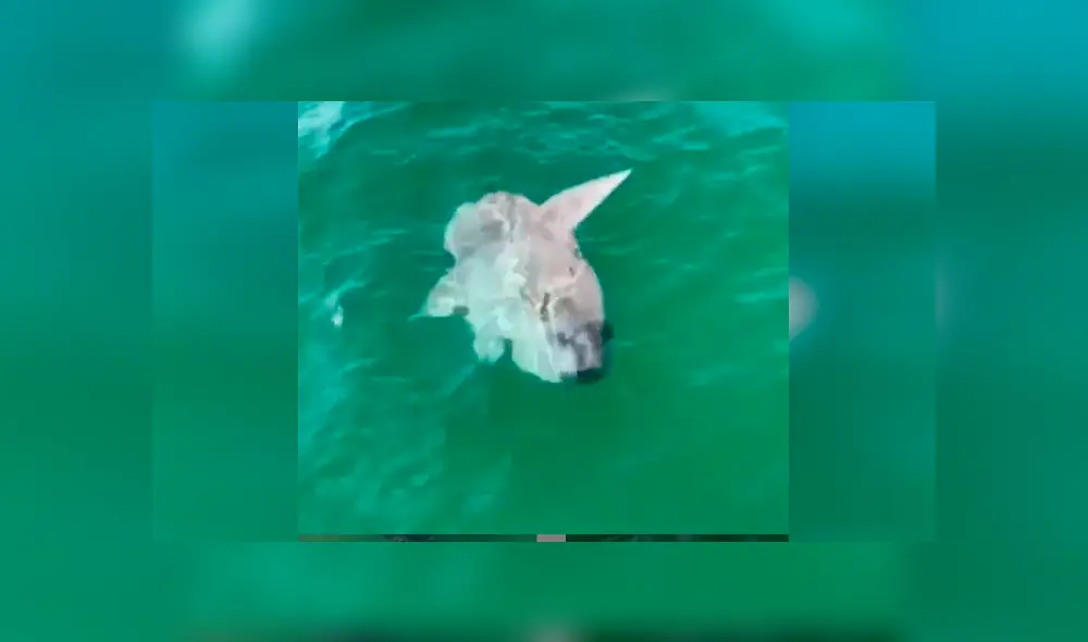 Desliza cada captura del video viral de YouTube hacia la izquierda.