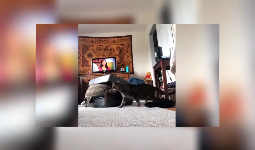 Youtube viral: Planea asustar a su novio con broma, pero su gato la ataca ferozmente y arruina su plan [VIDEO]