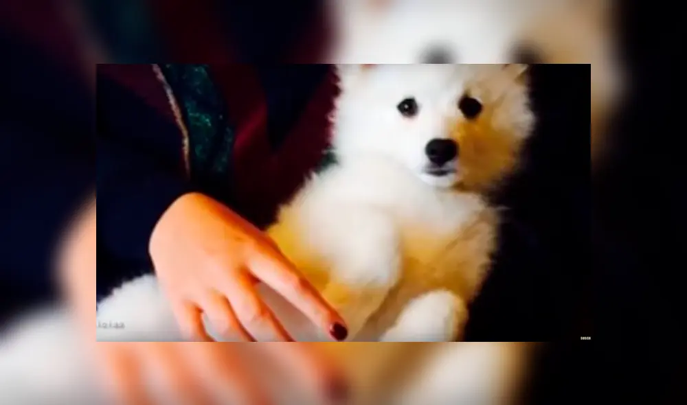 YouTube viral: pensó que su pequeña mascota era un perro, al conocer la verdad queda aterrada [VIDEO]