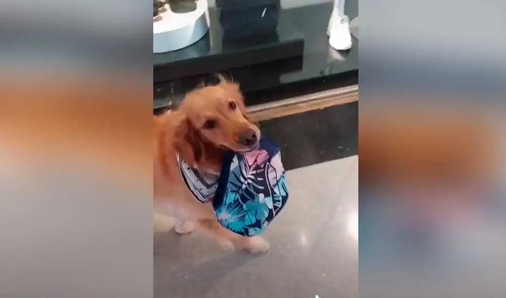 Desliza las imágenes para ver la curiosa forma en que esta perrita le llevó su comida a su dueña. Foto: captura de TikTok/andrespresiga1