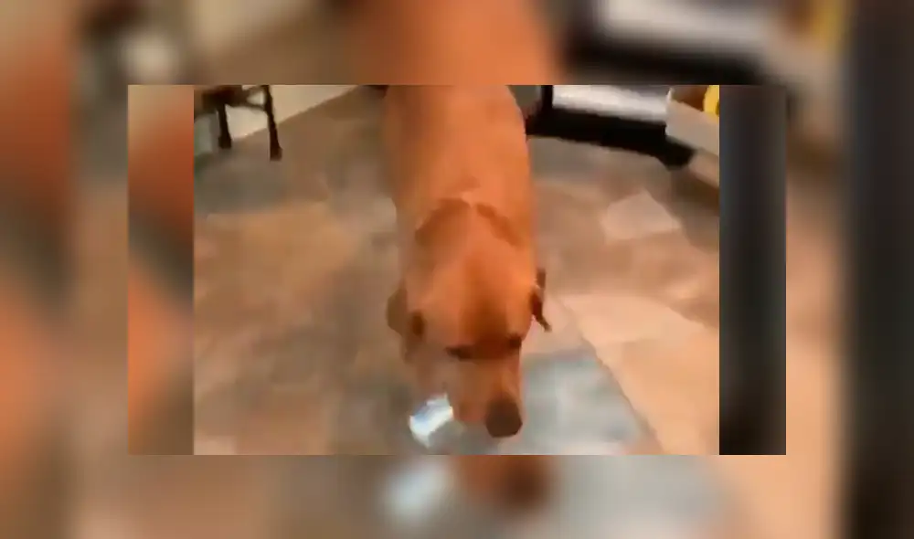 Sorprendente video viral en que perro entrega la cerveza a su dueño.