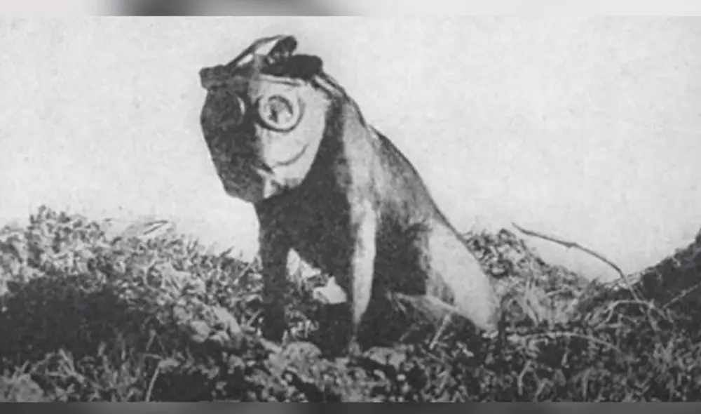 Stubby es el perro de guerra más condecorado en la historia. Foto: Captura/YouTube/Experto Animal Stubby es el perro de guerra más condecorado en la historia. Foto: Captura/YouTube/Experto Animal