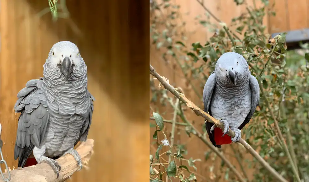 El zoológico compartió las imágenes de los loros groseros en redes sociales. Foto: Lincolnshire Wildlife Park / Facebook