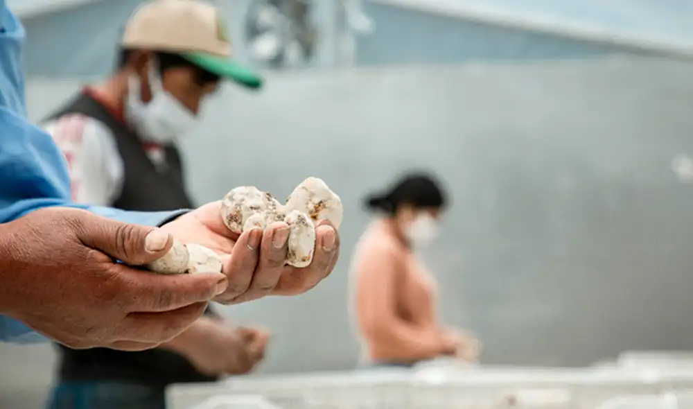 El programa Agroideas ha cofinanciado 17 planes de negocio en Apurímac. Foto: Midagri