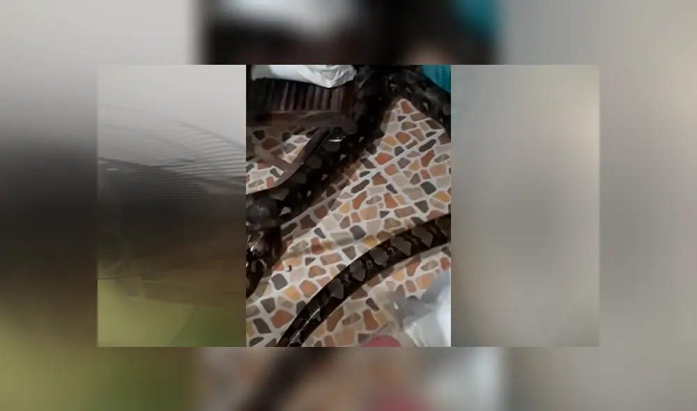 Gigantesca pitón regurgita a dragón de komodo y reptil sale ileso del letal ataque [VIDEO] 